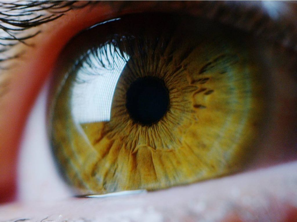 iris del ojo
