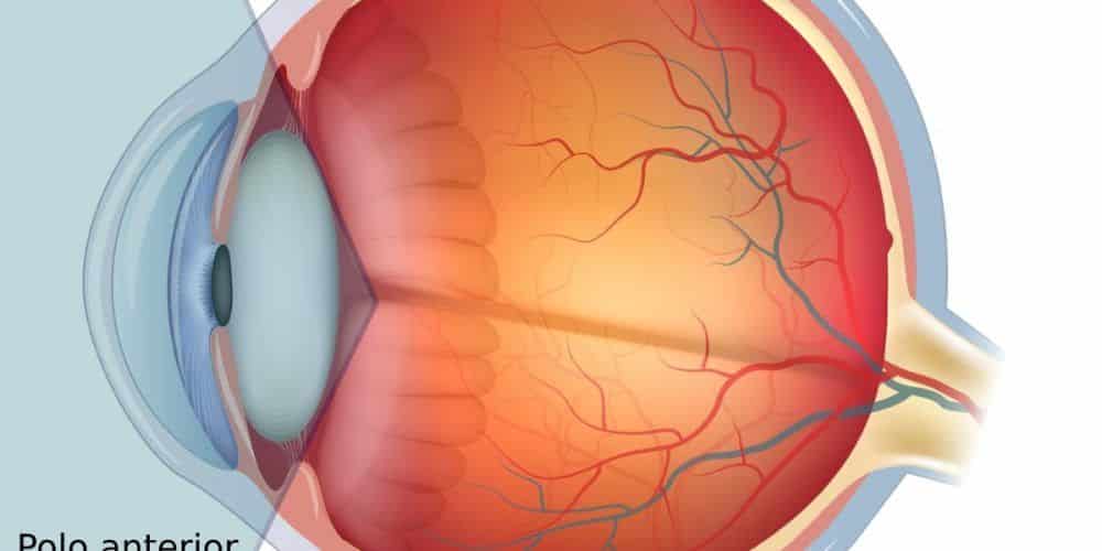 polo anterior del ojo